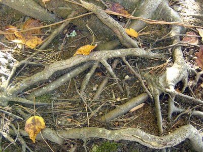 Fall Leaves and Roots by Zach Dotsey